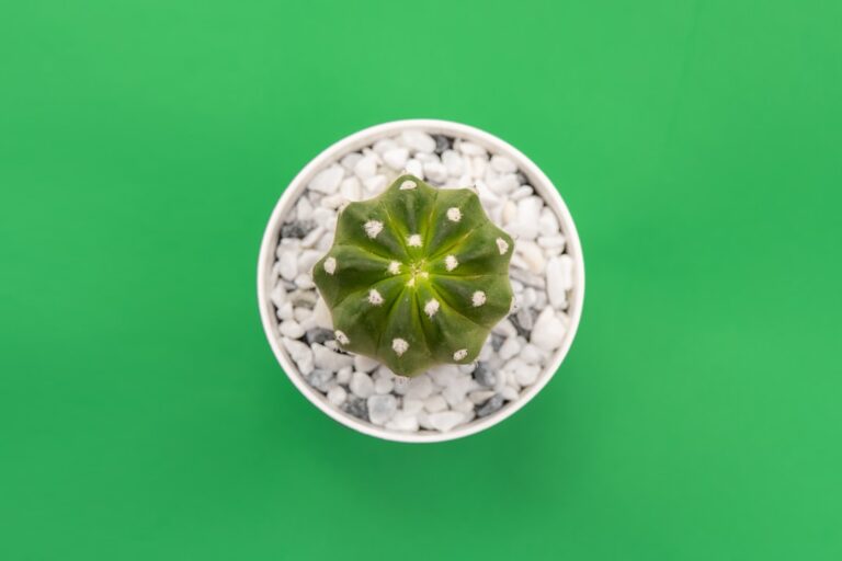 Incorporating Nature into Your Home with Beautiful Greenery Decor